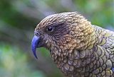 Kea